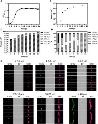 The Application of Imaging Flow Cytometry for Characterisation and Quantification of Bacterial Phenotypes